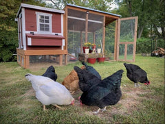 Medium Chicken Coop Kit By YardCraft Animal Shelters YardCraft